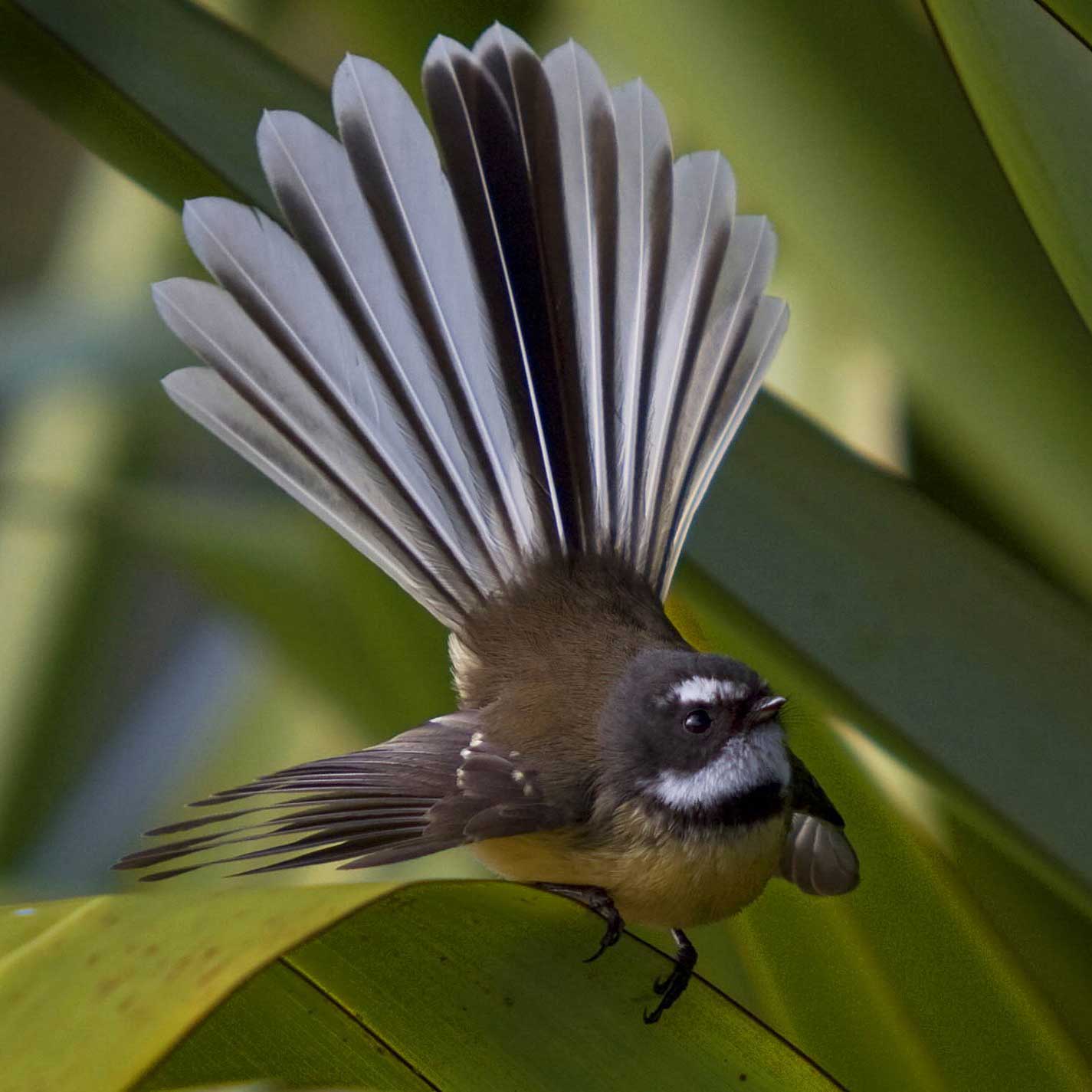 Fantail