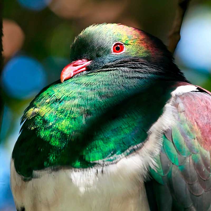 Kereru