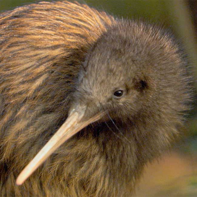 Kiwi