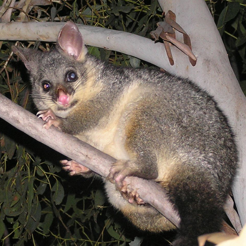 possum